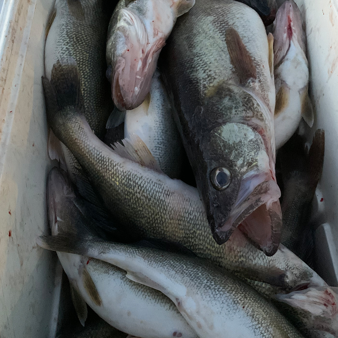 walleye in the cooler